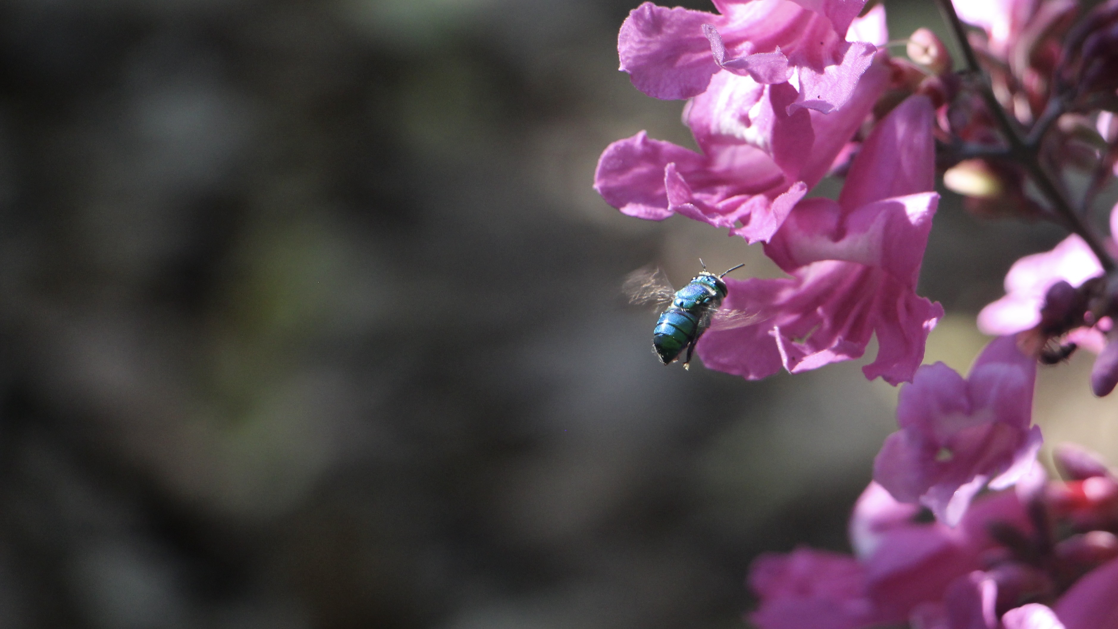 A metallic green bee at pink blossoms